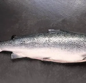Whole Frozen Salmon Fish. Aprox 20"