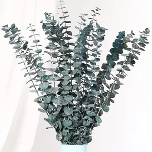 Preserved / Dried Eucalyptus Stems Bunch (20)