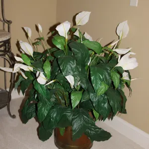 Peace Lily Planter