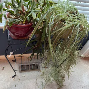 Live Plants