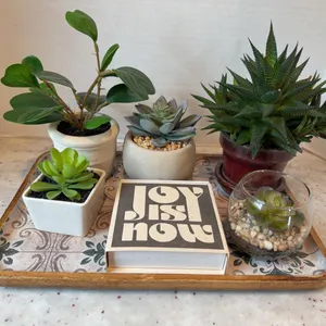 Home Décor and Live Plant