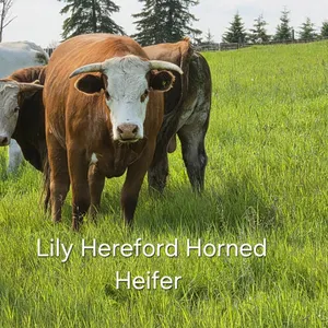 2 YEAR OLD HERFORD HEIFER NAMED LILY