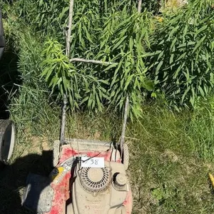MTD Push Mower