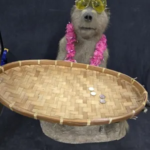 Full-mount Chacma Baboon Taxidermy Piece