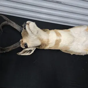 Pronghorn Antelope Shoulder Mount