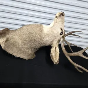 8 Point White Tail Buck Shoulder Mount