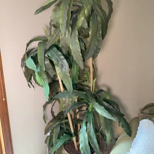 Large Faux Dracaena Fragrans, Commonly Known as a Corn Plant
