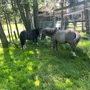 2 - MINIATURE PONIES - SOLD AS A PAIR - SOLD PER PONY