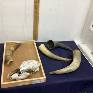 COLLECTION OF HORNS & A SMALL SKULL