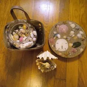 Vintage Coastal Decor Lot: Seashell Basket, Sand Dollar Plate & More