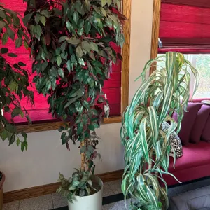 Artificial Potted Plants in Decorative Containers