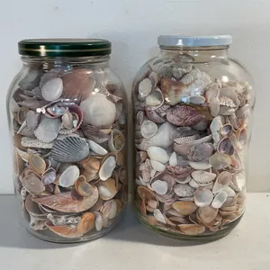 2 large jars full of misc and multiple sea shells