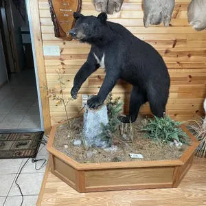 Full Body Black Bear Mount on Base