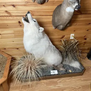 Full Body Arctic Wolf Mount on Base