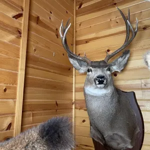 Wyoming 5 x 5 Mule Deer Shoulder Mount