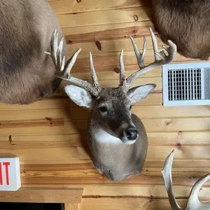 15pt Whitetail Shoulder Mount