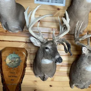 Non-Typical Whitetail Shoulder Mount