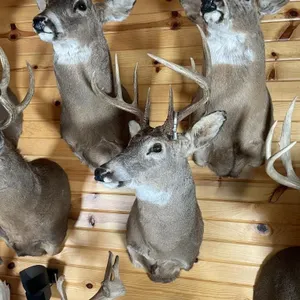 8pt Whitetail Shoulder Mount