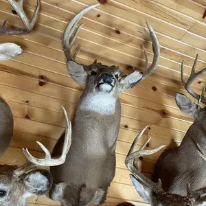 11pt Whitetail Shoulder Mount