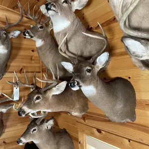 8pt Whitetail Shoulder Mount