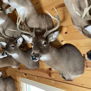 8pt Whitetail Shoulder Mount