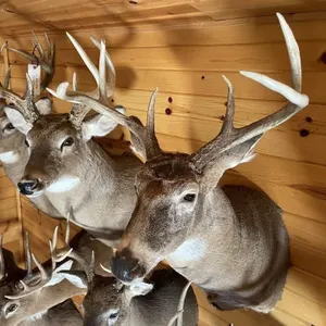 6pt Whitetail Shoulder Mount