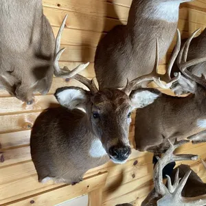 9pt Whitetail Shoulder Mount