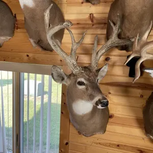 Heavy Horned Whitetail Shoulder Mount
