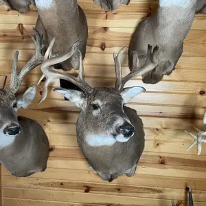 Non-Typical Whitetail Shoulder Mount