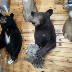 1/2 Body Black Bear Mount w/Bee hive