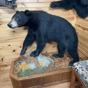 Full Body Black Bear Mount on Base
