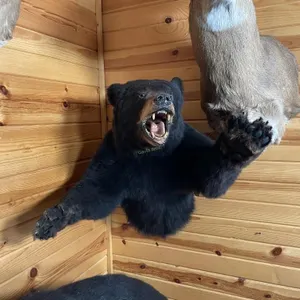 1/2 Body Black Bear Mount
