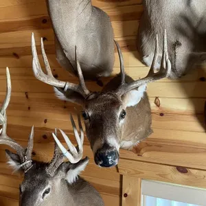 9pt Whitetail Shoulder Mount