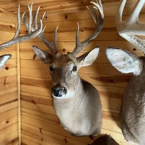 13pt Whitetail Shoulder Mount