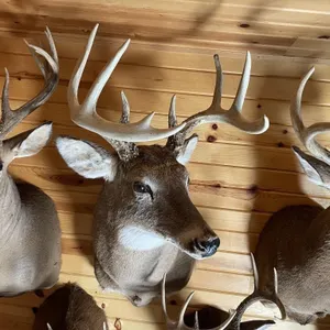 9pt Whitetail Shoulder Mount