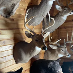 10pt Whitetail Shoulder Mount