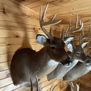 10pt Whitetail Shoulder Mount