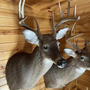 10pt Whitetail Shoulder Mount