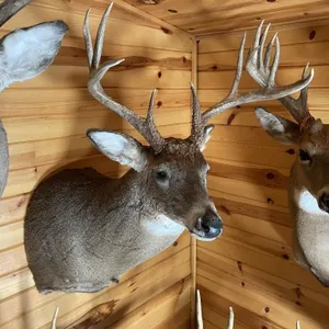 8pt Whitetail Shoulder Mount