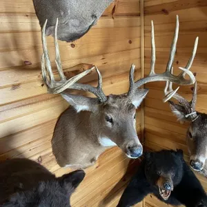 10pt Replica Whitetail Shoulder Mount