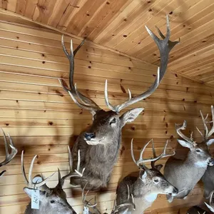 7 x 6 Red Stag Shoulder Mount