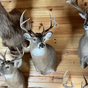 8pt Whitetail Shoulder Mount