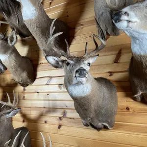 10pt Whitetail Shoulder Mount