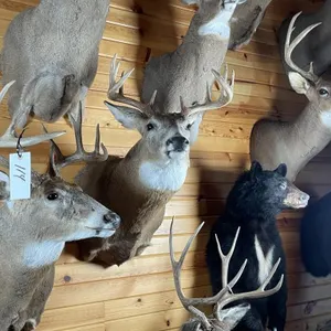 10pt Whitetail Shoulder Mount