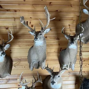 Non-Typical Whitetail Shoulder Mount