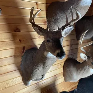 10pt Whitetail Shoulder Mount