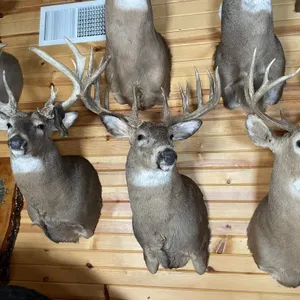 12pt Whitetail Shoulder Mount