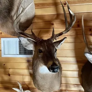 8pt Whitetail Shoulder Mount