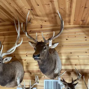 6 x 6 Bull Elk Shoulder Mount