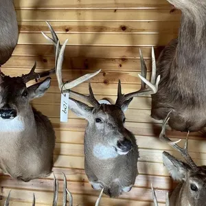 8pt Whitetail Shoulder Mount